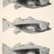 Andy Warhol | Fish | III | 39 | 1983 | Image of Artists' work.