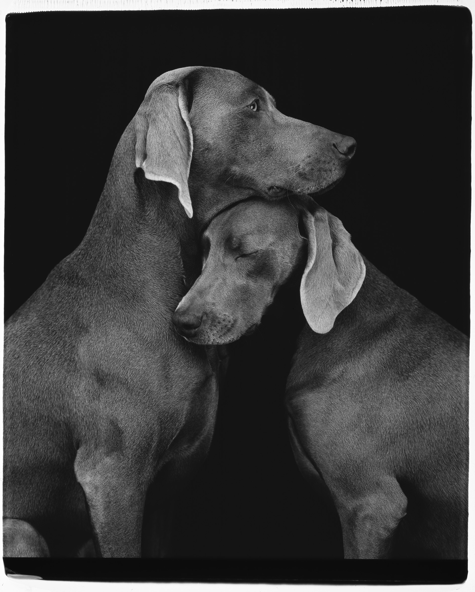 William Wegman | Friends | 2010 | Image of Artists' work.