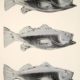 Andy Warhol | Fish | Wallpaper | 1983 | Image of Artists' work.
