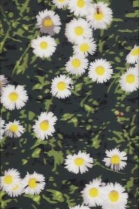 Julian Opie | French Landscapes | Daisies | 2013